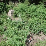 Tomato & Potato Plants