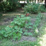 Cucumber, Squash & Pumpkin Plants