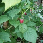 Raspberries