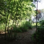 New Cleaned Up Back Back Yard