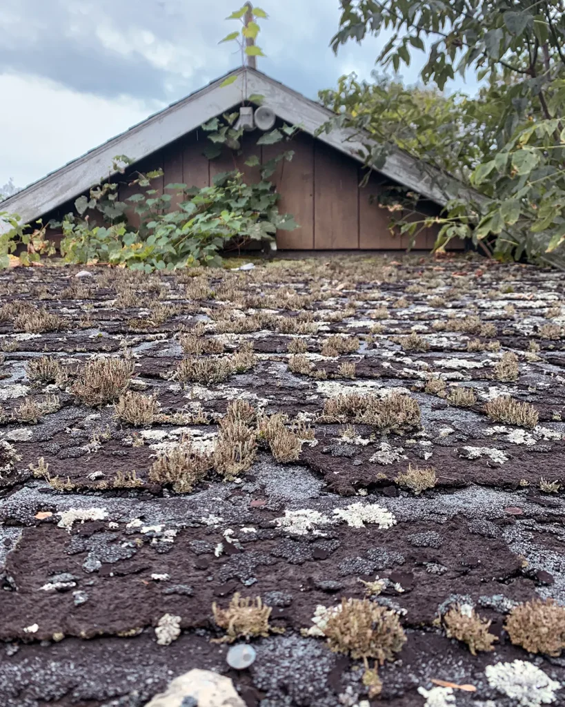 Moss growth on a roof and one of the many signs when it's time to replace roofing