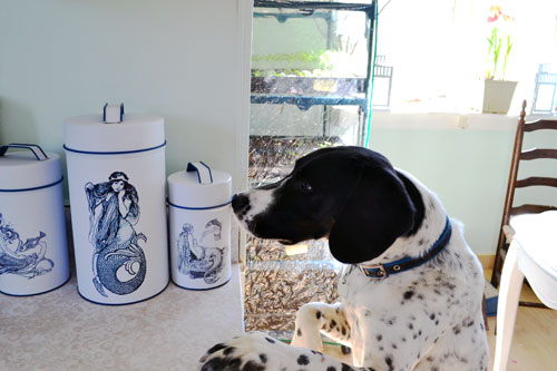 Eyeing The Dog Treat Canisters