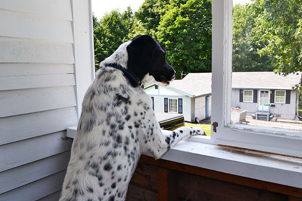 Gooses Love Porches