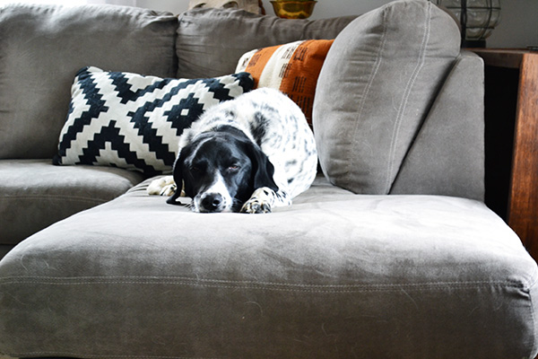 Goose Relaxing On The Couch