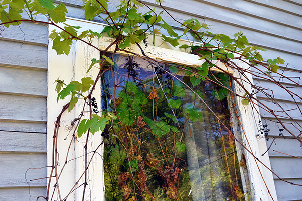 Grape Vine Growing Into The Storm Window