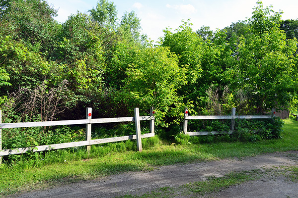 Old Overgrown Flower Garden