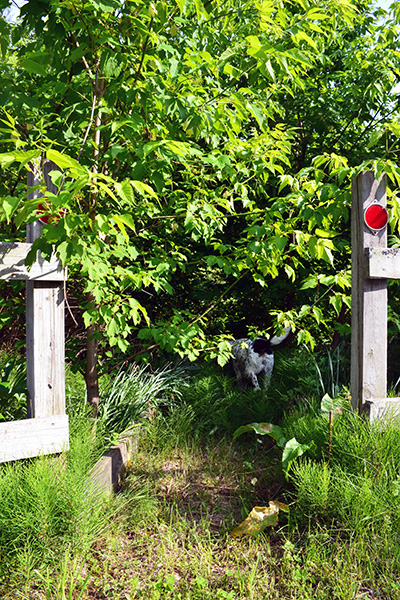 Old Overgrown Flower Garden Path