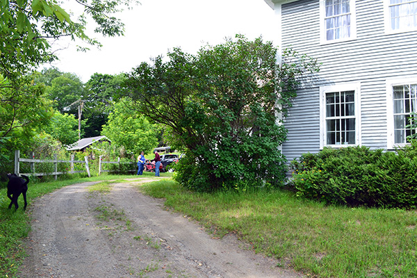 Overgrown Lilac Bush Taking Over The Patio And House