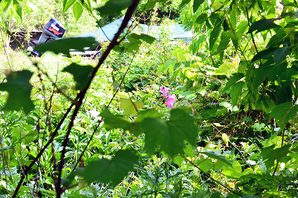 Peonies Irises And Roses Hidden In The Under Growth