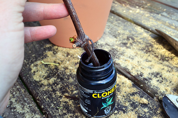 Dip Grapevine Cuttings In Rooting Gel