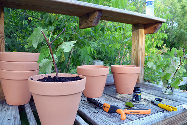 Planting_Grapevine Cuttings In Clay Pots