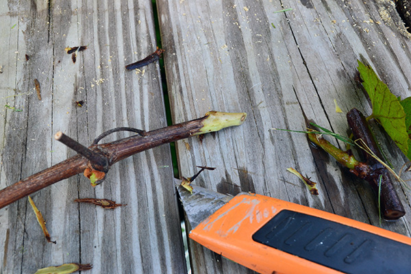 Shaving Bark Off Grapevine Cuttings