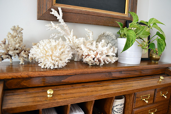 Coral Collection On Top Of Rolltop Desk