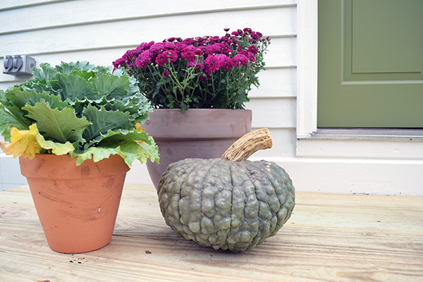 Decorating The Stoop For Fall With Mums Pumpkins And Lettuce