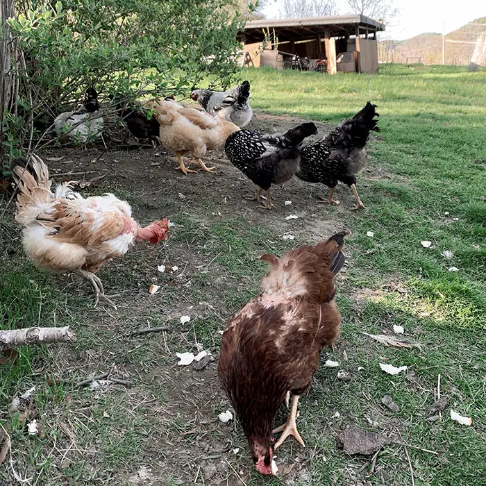 Adding a flock of chickens to a homestead