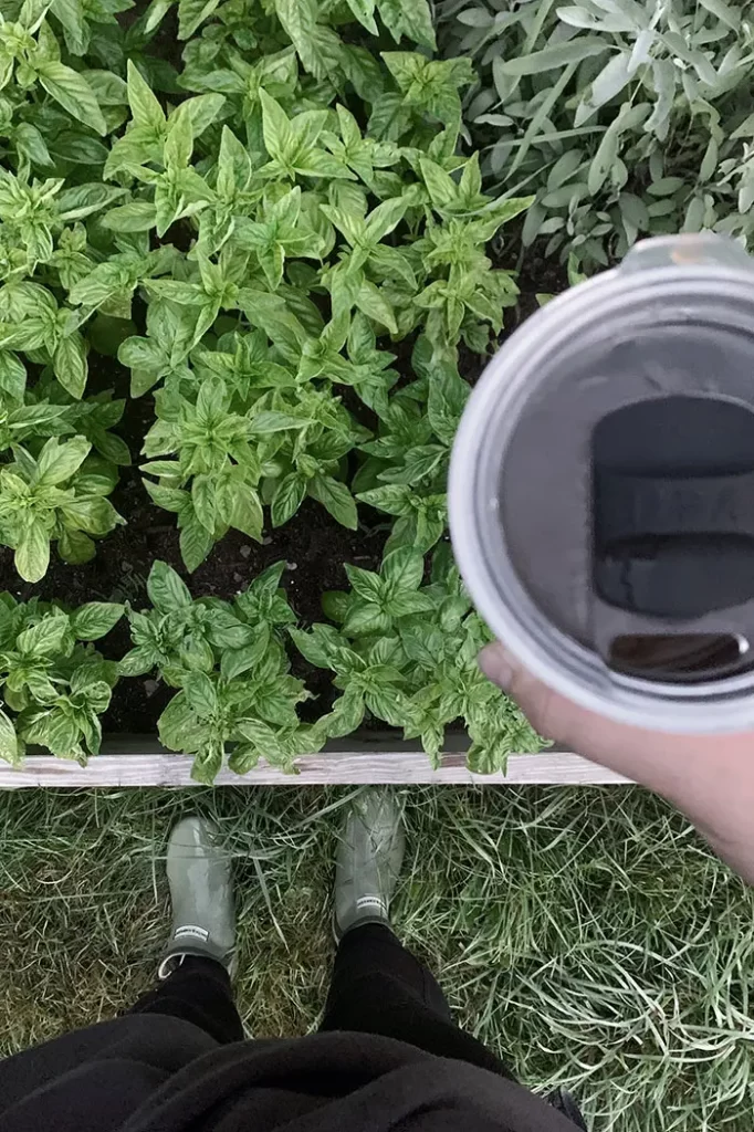 Vegetable garden bed filled with herbs
