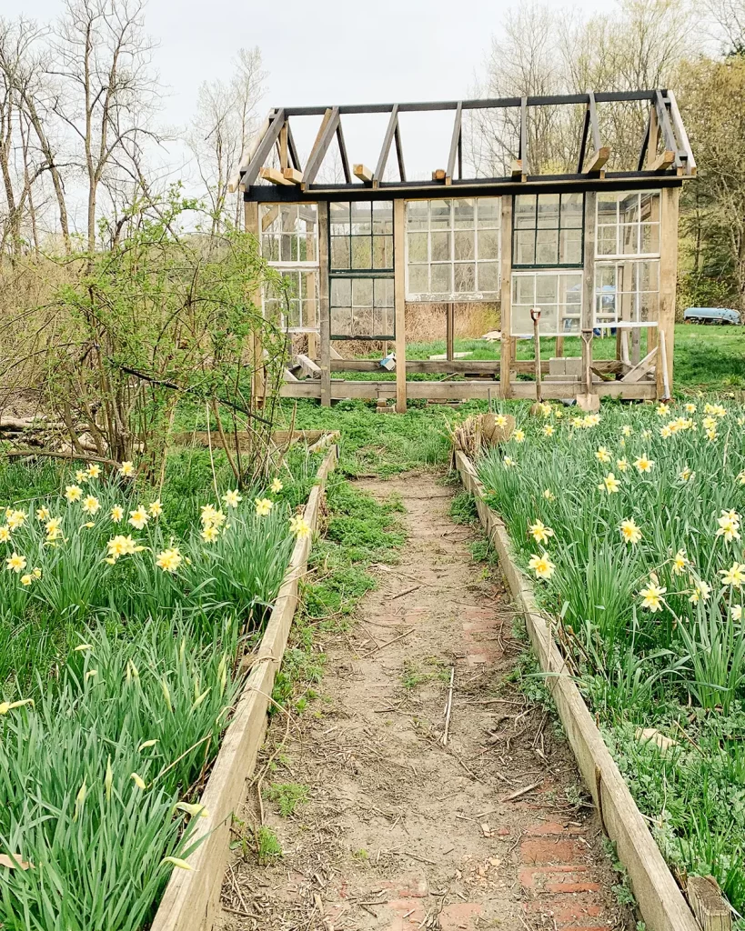 Building progress of a window sash greenhouse at the end of a brick garden path