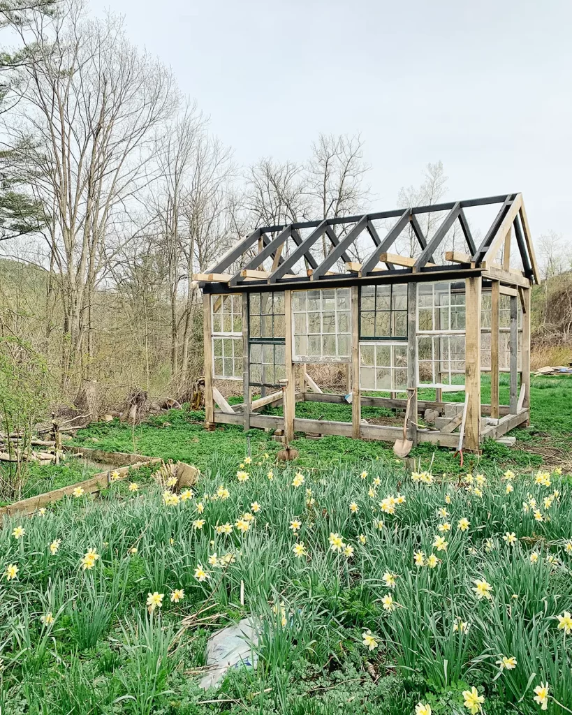 Old window sash getting turned into a greenhouse in a cut flower garden