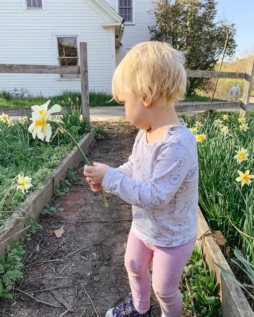 Toddler picking daffodils in a cut flower garden