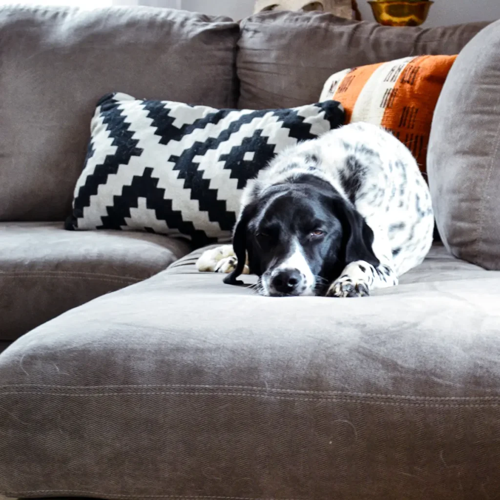 New grey couch with a chaise lounge that our pointer dog Goose loves to lounge on