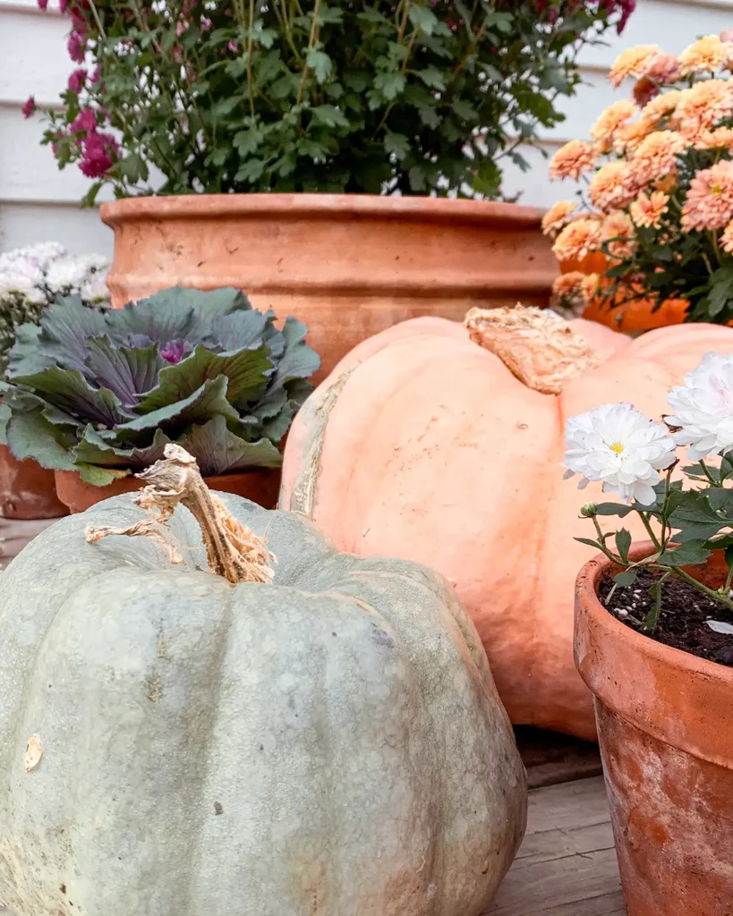 Jarrahdale and porcelain doll heirloom pumpkins mixed with mums on a porch for fall decor