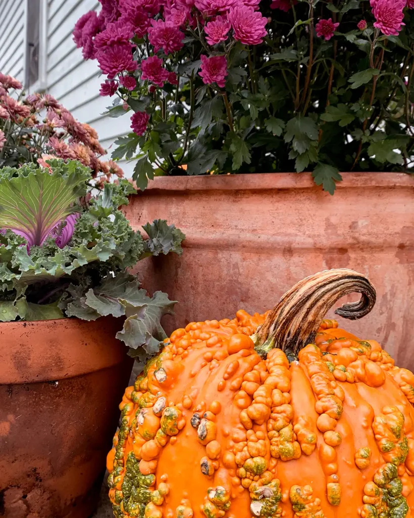 Knuckle head heirloom pumpkins for a fall front porch