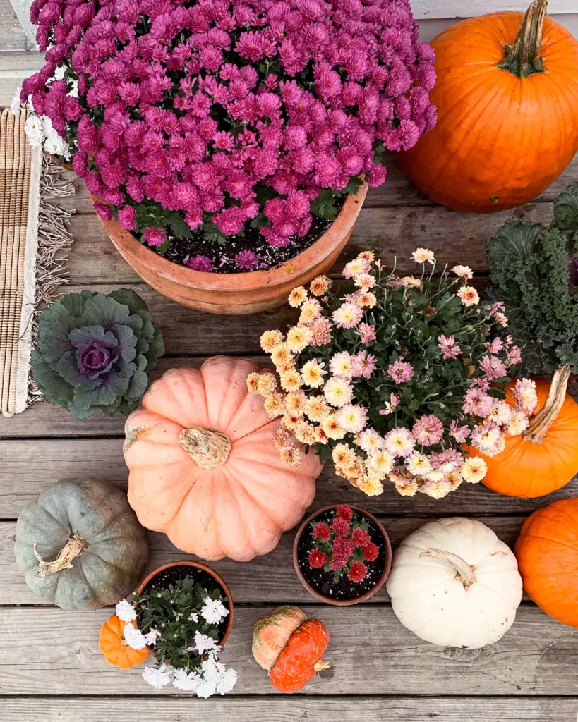 Mix of mums, pumpkins, and ornamental kale for front porch fall decorating