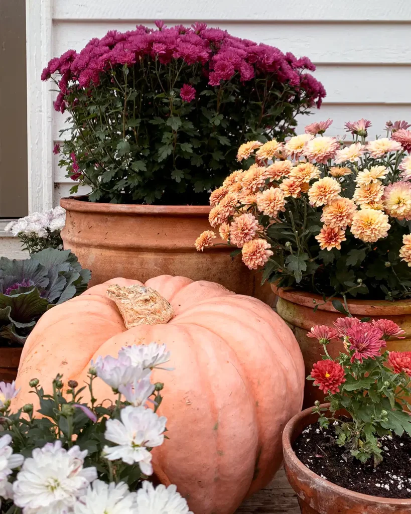 Mixing flower pot sizes for a mix of colorful mums with pumpkins to decorate a porch for fall