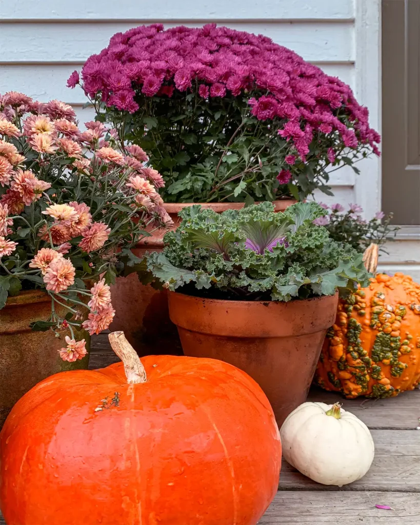 Ornamental kale mixed with colorful mums and a cinderella pumpkin for front porch fall decor