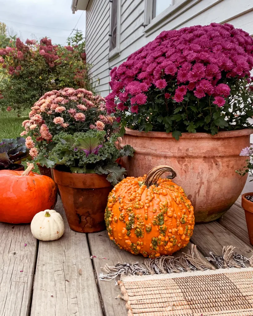 Real pumpkins mixed with colorful mums on a front porch for decorating for fall