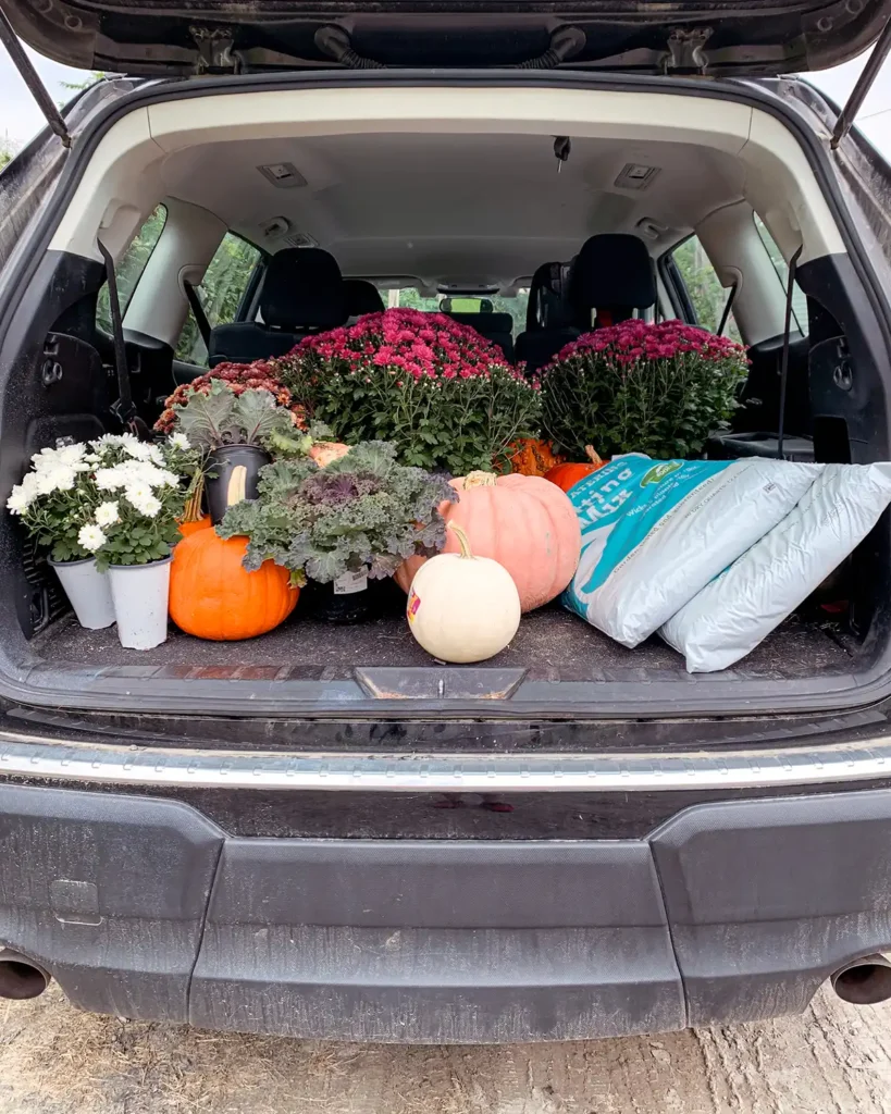 A car trunk full of mums, pumpkins, and potting mix to decorate a front porch with