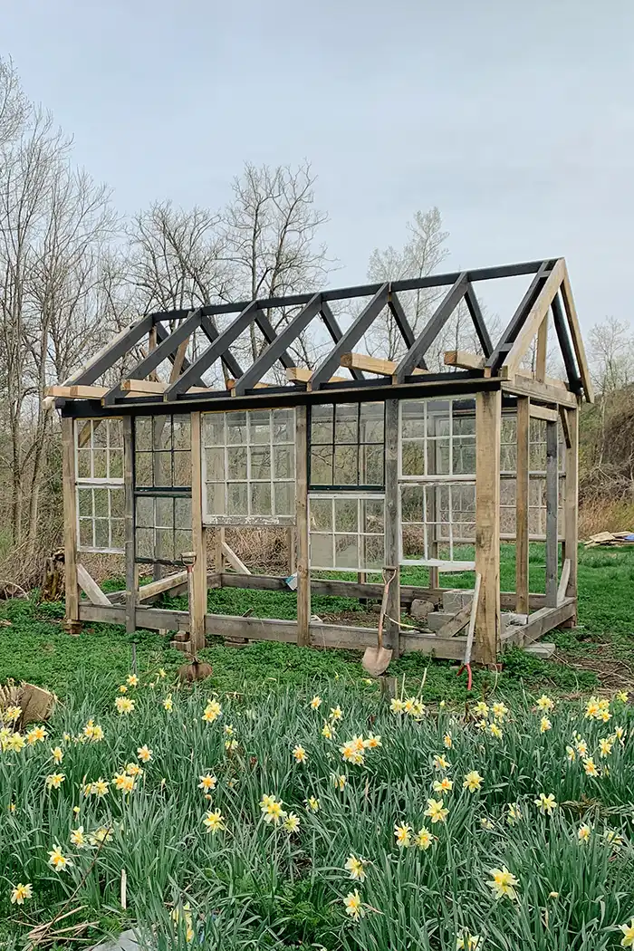 Greenhouse project featured image with greenhouse building progress pic in field of daffodils