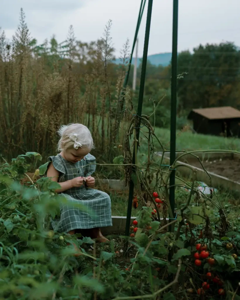 Child sitting in a garden bed and eating fresh cherry tomatoes at snack time