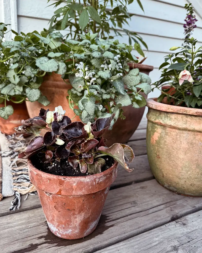 Potted begonia flowers in terracotta pots on a small deck