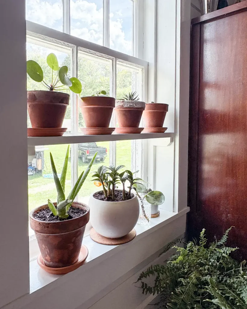 DIY window plant shelf made with scrap pine cut to fit within the window frame and screwed into the framing for extra support. Plant shelf and window sill filled with small terracotta pots filled with houseplants