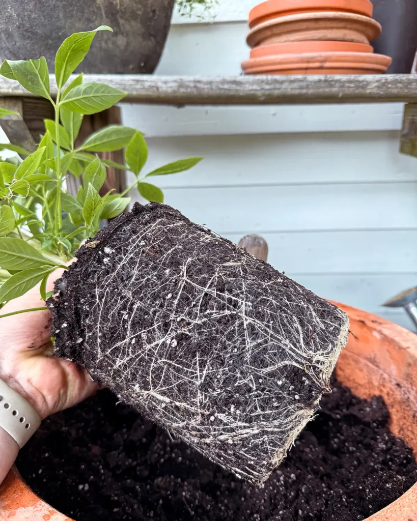 Flower root ball before teasing the roots apart and planting the flowers