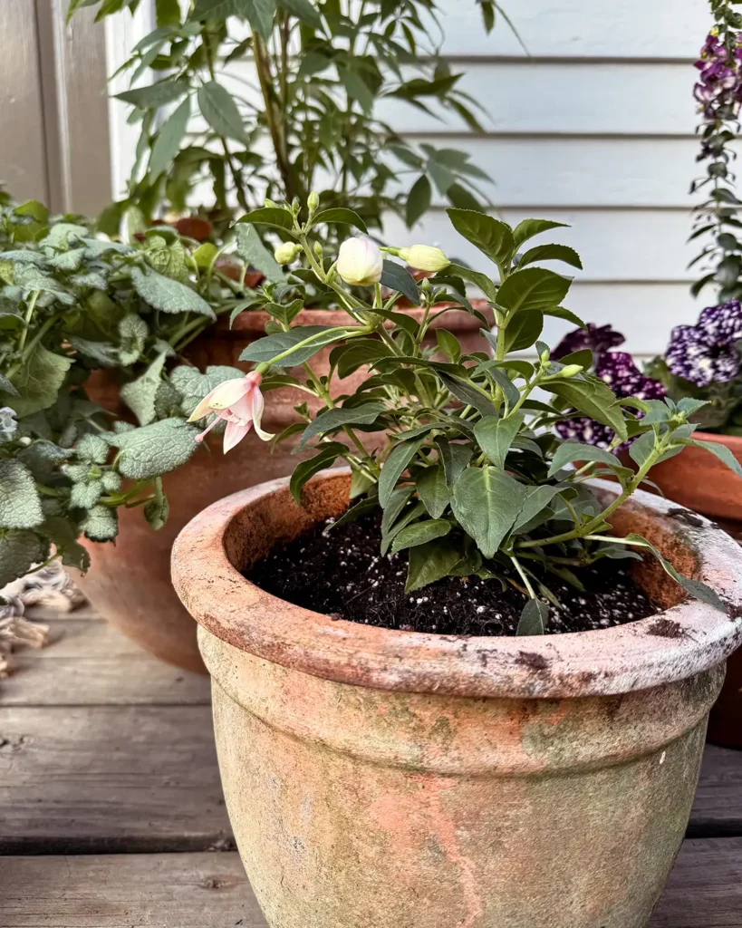 Fuchsia flowers potted in a medium-sized aged terracotta pot on a deck