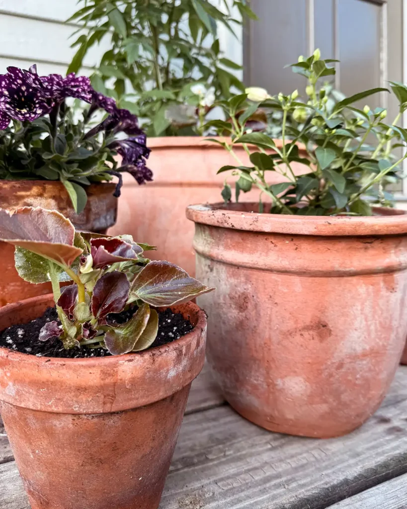 How to plant flower pots with a collection of terracotta pots on a deck filled with flowers