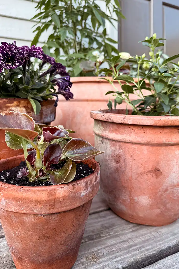 How to plant flower pots featured image with a mix of terracotta pots filled with white and purple flowers on a deck