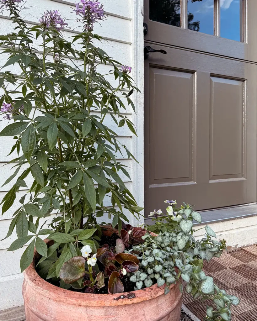 Larger pot filled with flowers using the thriller, filler, spiller planting technique using celosia, begonias, and lamium