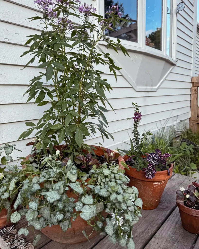 Thriller plant, filler plants, and spiller plants combined in one large terracotta pot