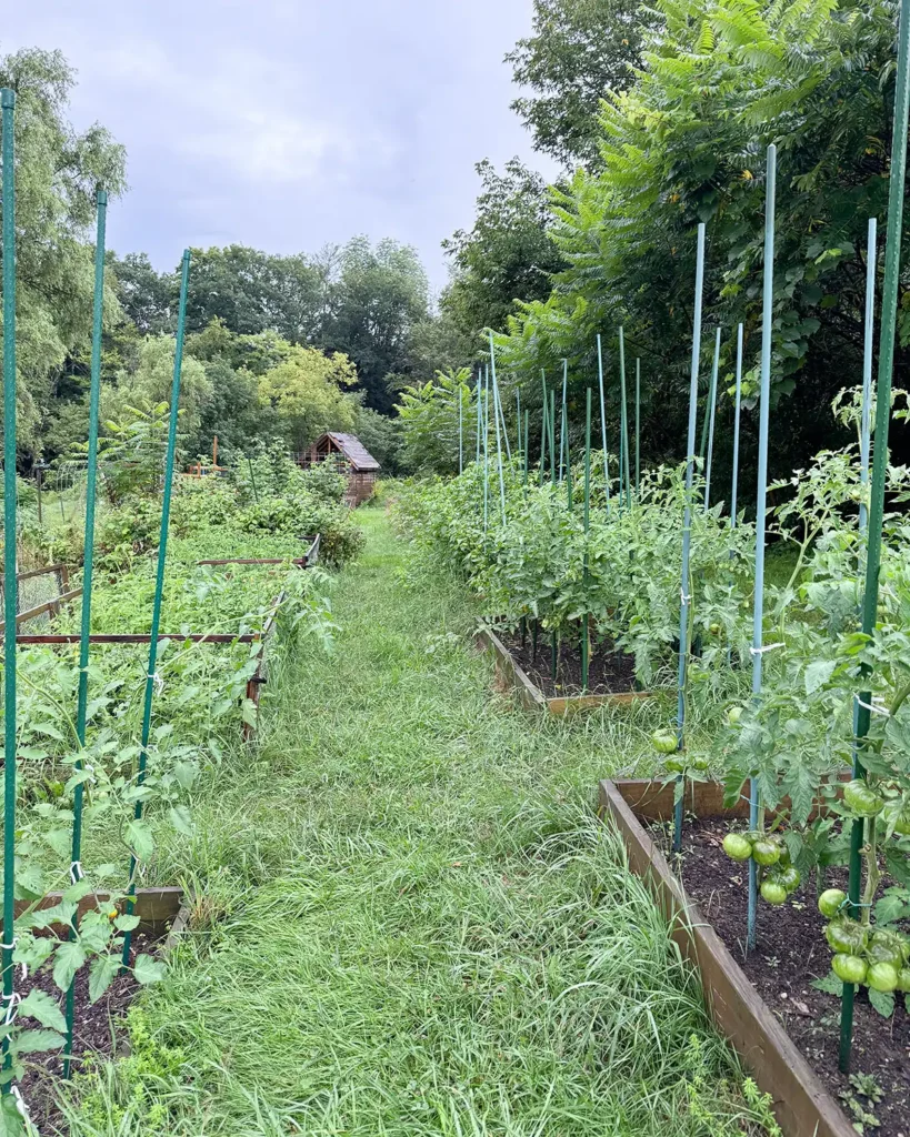 Raised bed vegetable garden from August 2024 with tomatoes, tomatillos, and peppers thriving