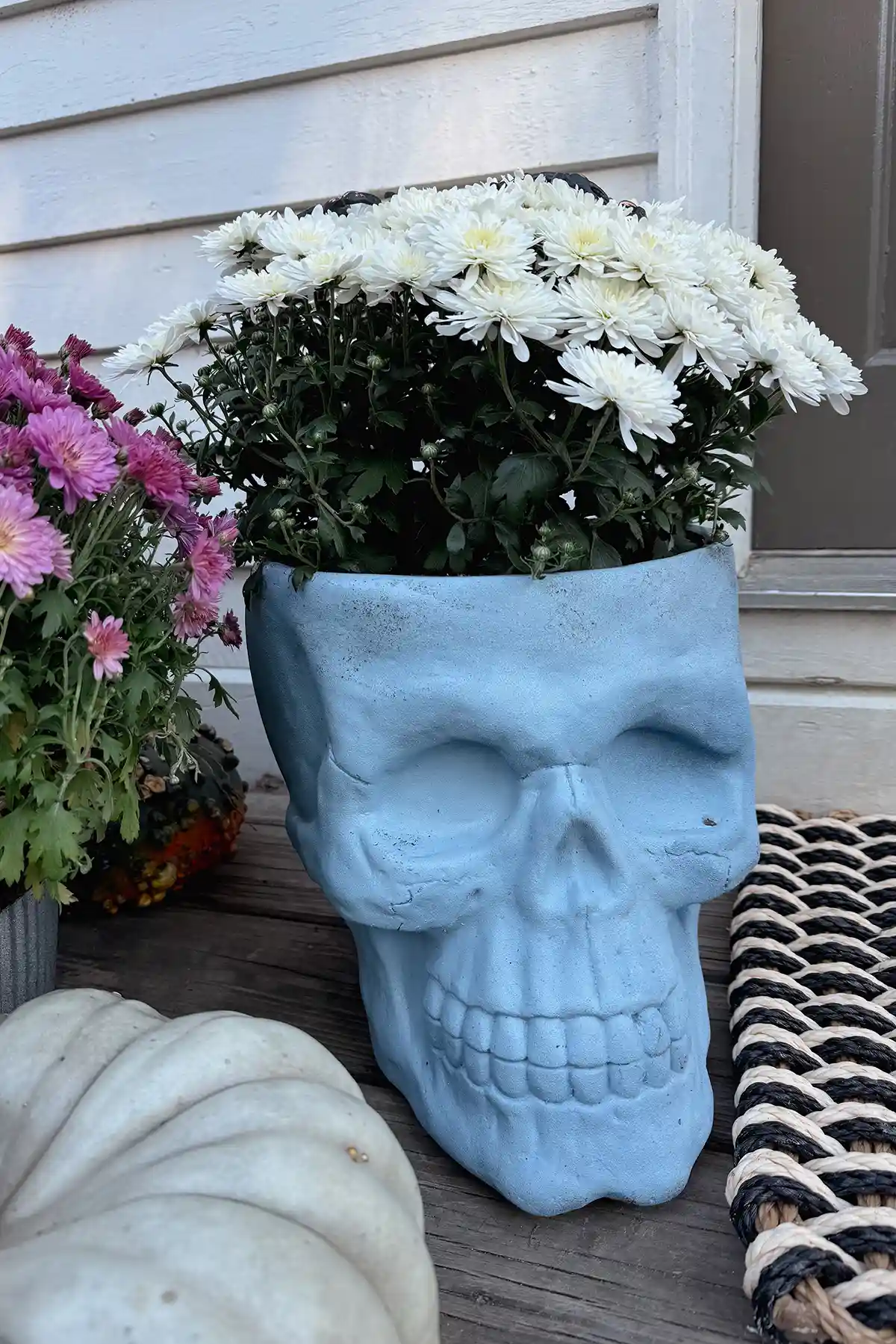 Light blue skull planter with white mums planted in it, sitting outside on a back porch with other mums and pumpkins surrounding it