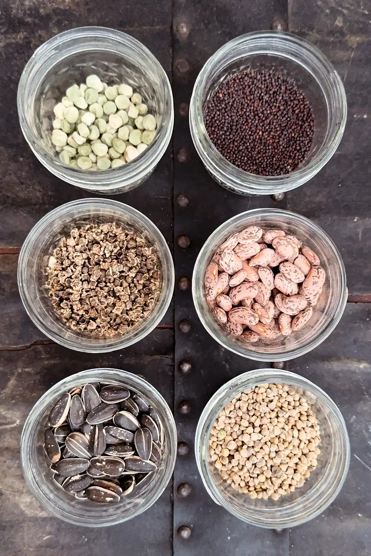A collection of six seed varieties in small glass mason jars to showcase a variety of seeds and where to buy seeds both online and in person