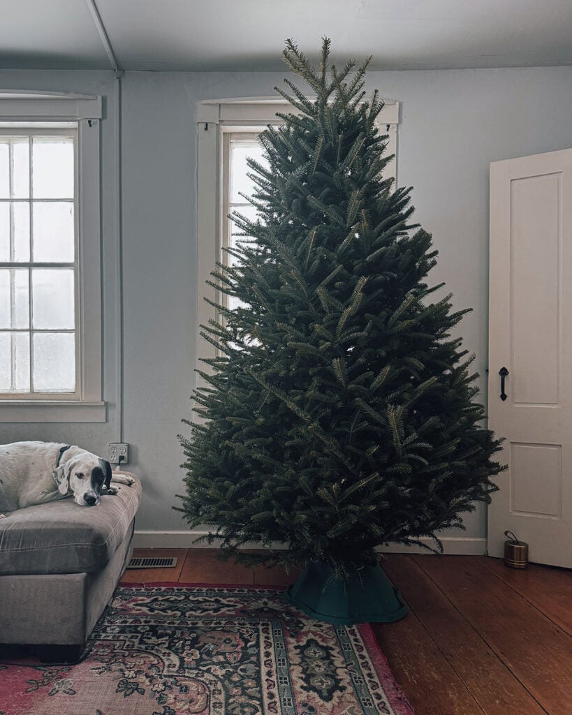 A real Christmas tree in a living room, undecorated and setup in a large, water reservoir Christmas tree stand