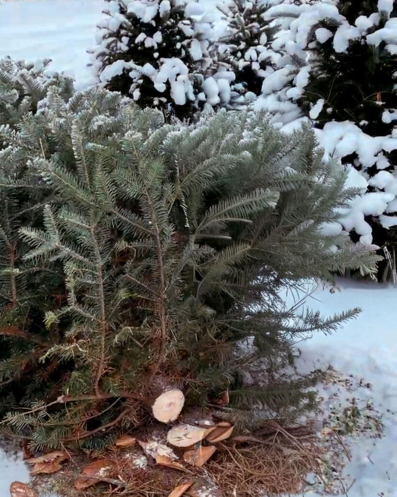 The exposed trunk of a fresh cut Christmas tree at a local farm