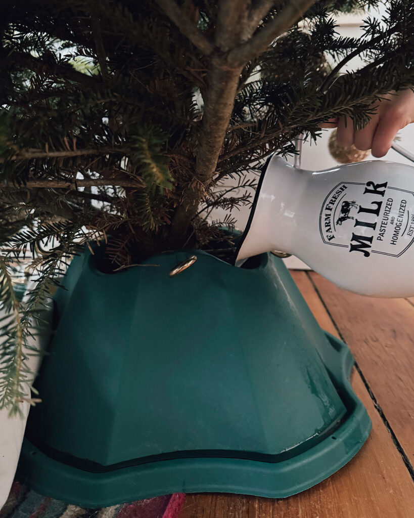 Giving the fresh cut Christmas tree plenty of water by pouring water from a white pitcher into the large Christmas tree stand
