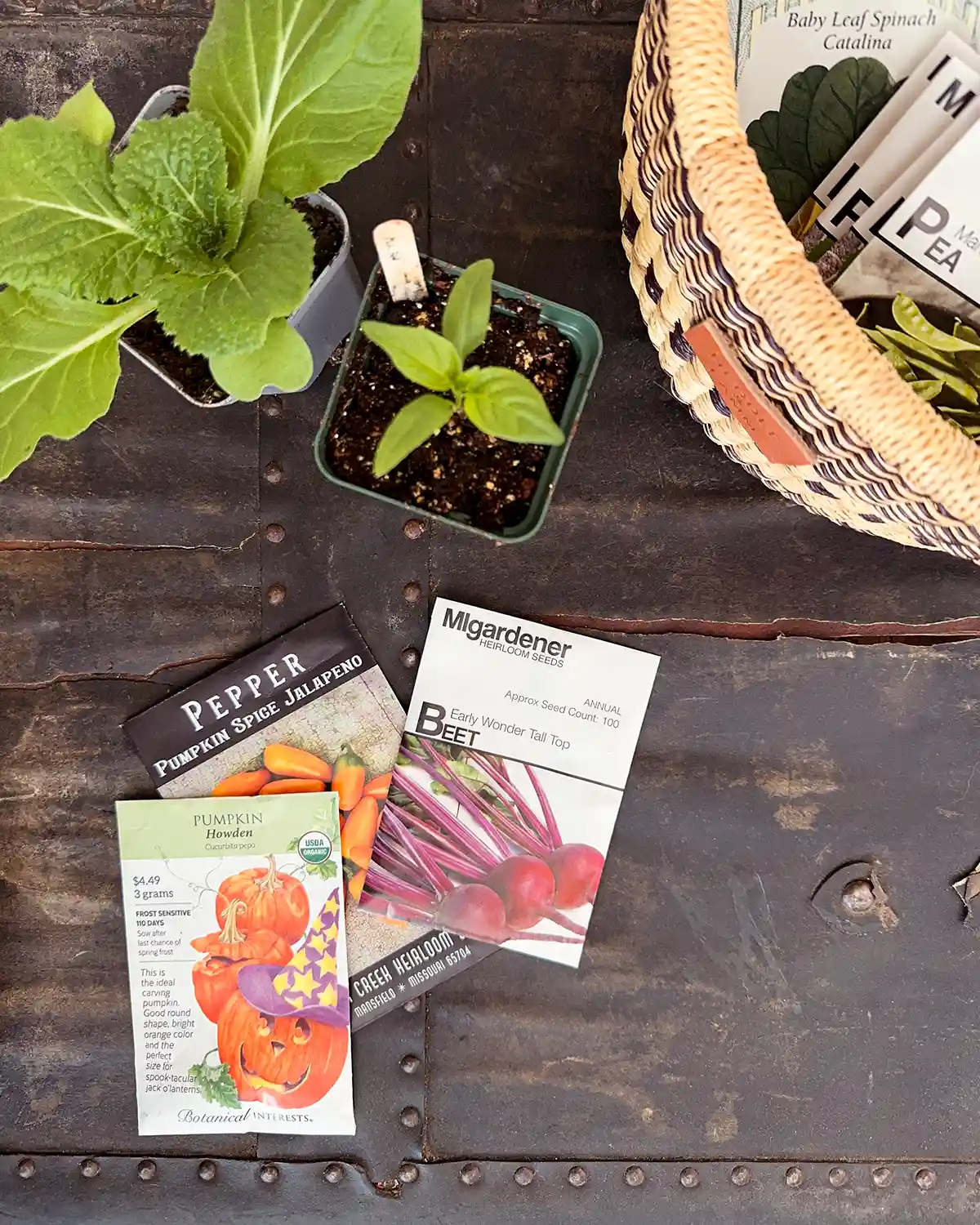 A couple of seedlings (cabbage and pepper seedlings) in small pots along with a basket of seed packets for the 2026 kitchen garden along with a trio of seed packets spread across the table, including pumpkins, hot peppers, and beets