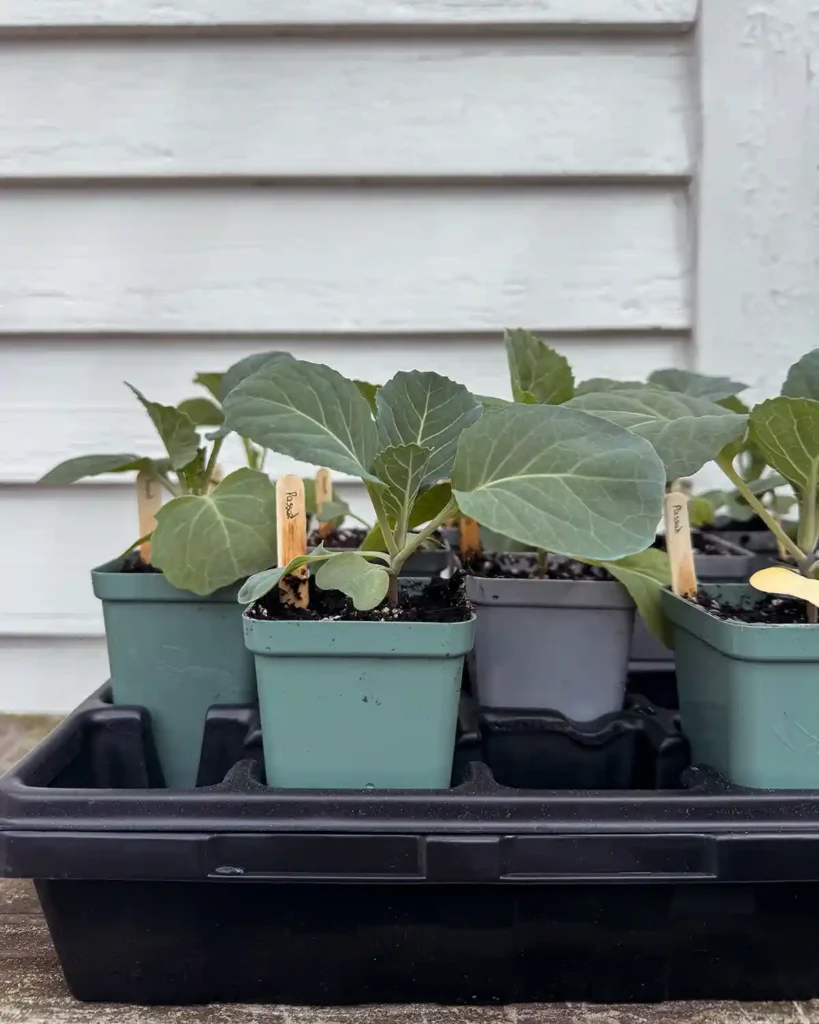 A variety of cabbage plants in 2.5" pots outside in indirect light going through the hardening process before  transplanting in outdoor conditions