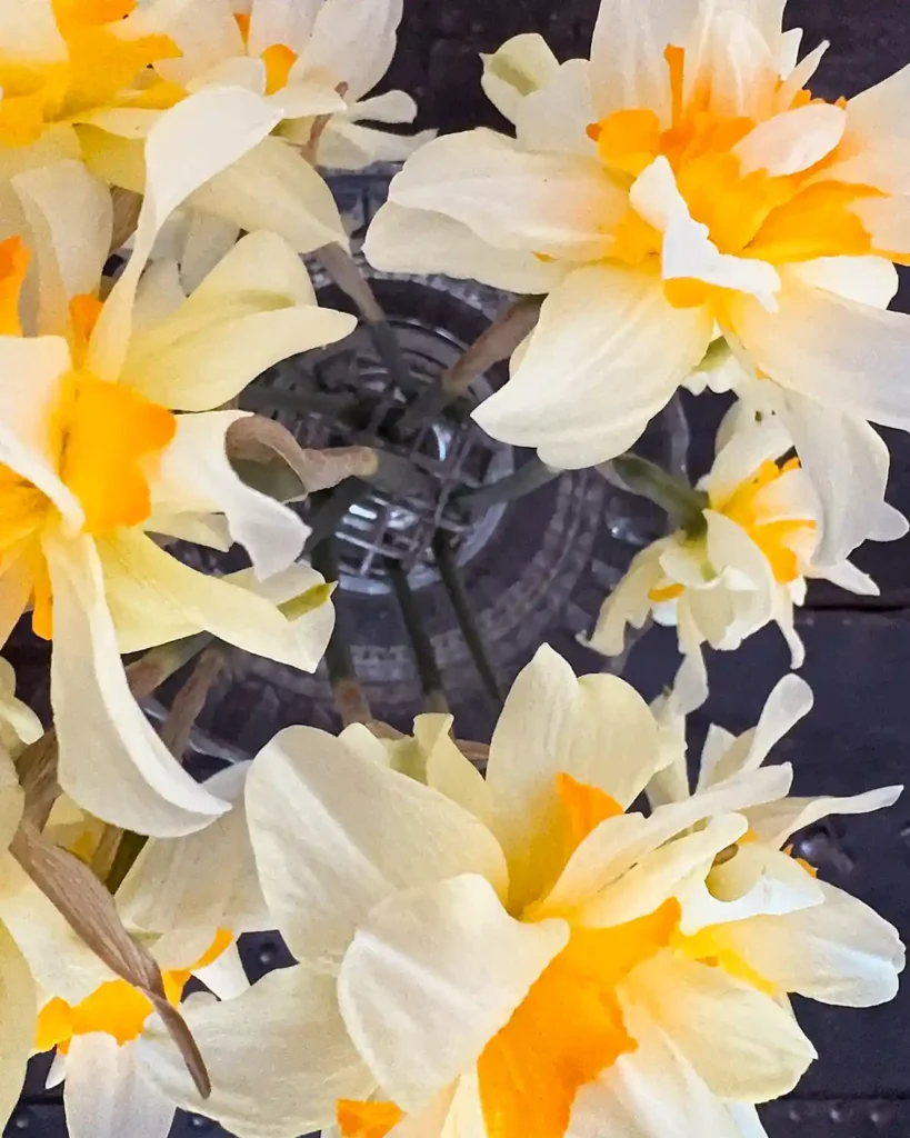 Arranging daffodil flower stems in a glass vase using a floral frog